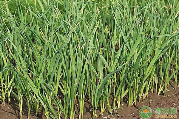 大蒜植株矮小,大蒜怎么种植才会是独蒜