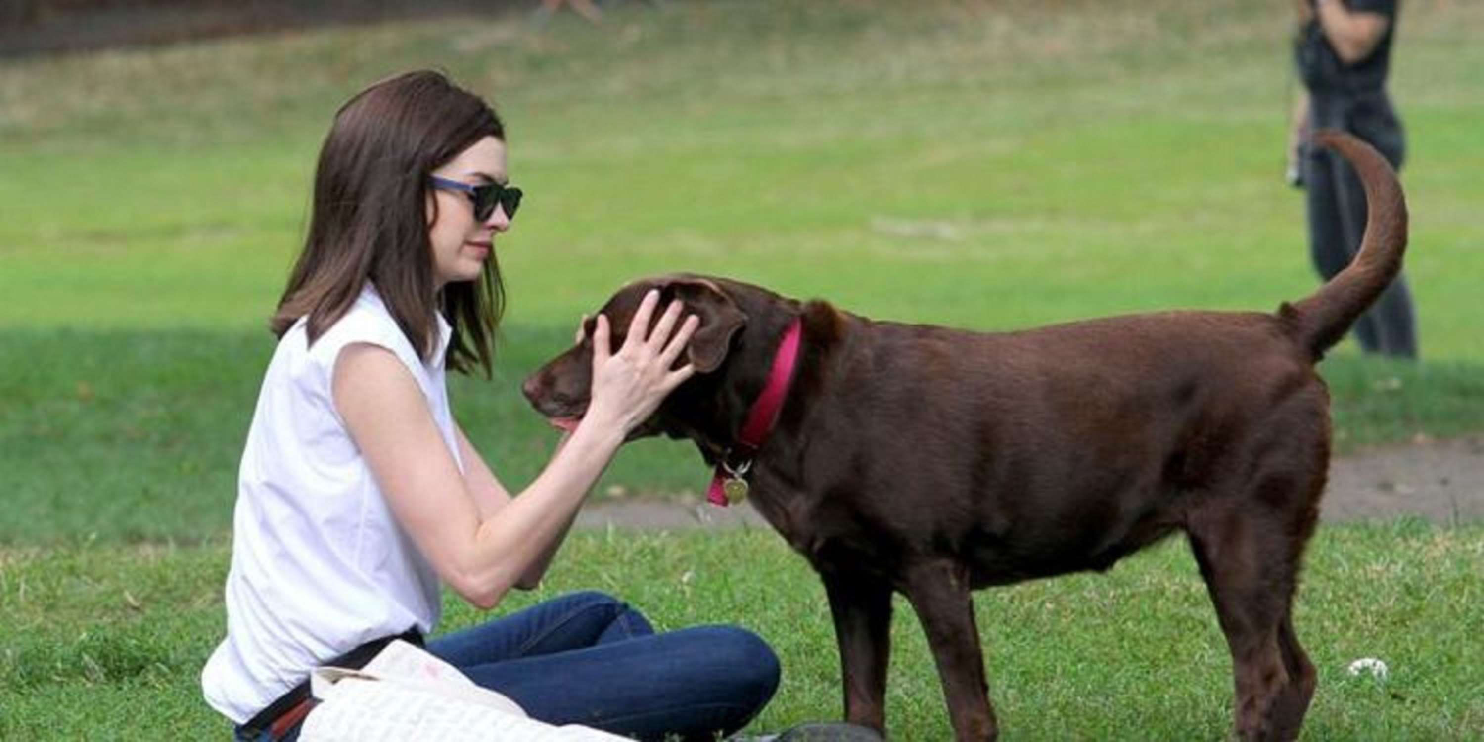 摸摸狗头在狗的眼里意味着什么,人摸狗的头狗在想什么