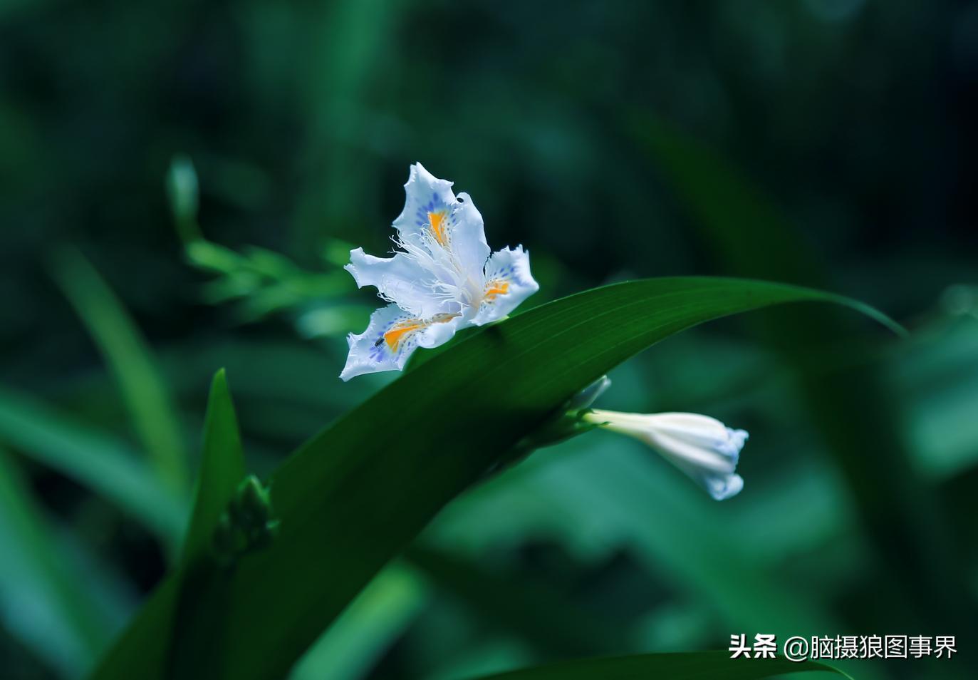 春天拍摄的绿叶怎么拍,春天的花朵怎么拍摄照片