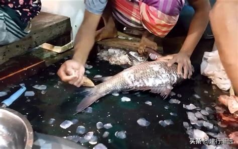 卖鱼是认真的吗,卖鱼的会帮忙处理鲤鱼吗