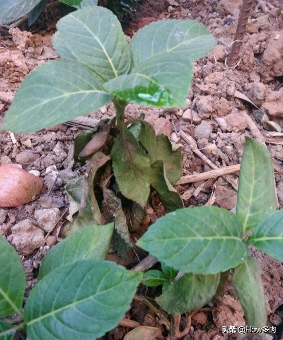 绣球花叶片有黑色斑点是怎么了,夏季绣球花叶脉明显发黄