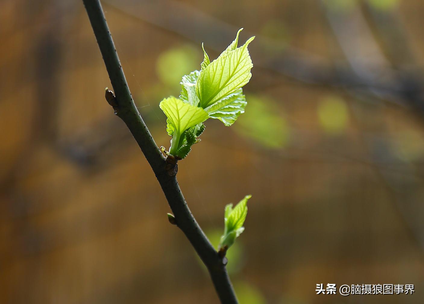 春天拍摄的绿叶怎么拍,春天的花朵怎么拍摄照片