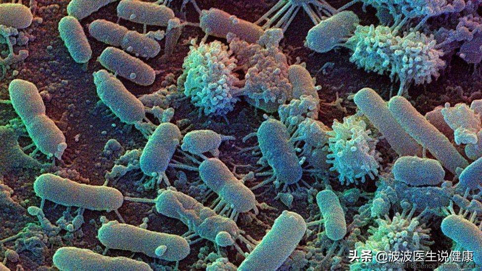 真菌细菌和病毒的区别表格,真菌细菌病毒感染的区别