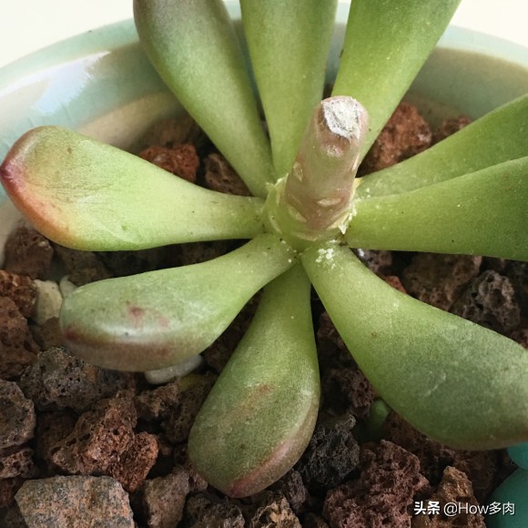 红宝石怎么养红,红宝石徒长怎么办