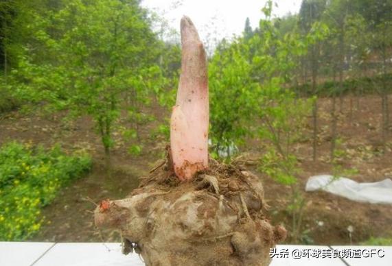 魔芋的吃法和做法大全,魔芋吃法做汤