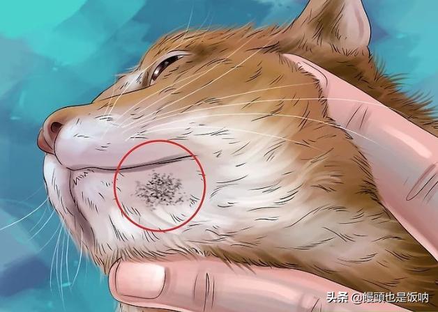 猫的黑下巴是什么引起的？怎么处理？