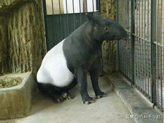 这种长着象鼻子,形似大肥猪的奇特动物,历史上曾在我国广泛分布