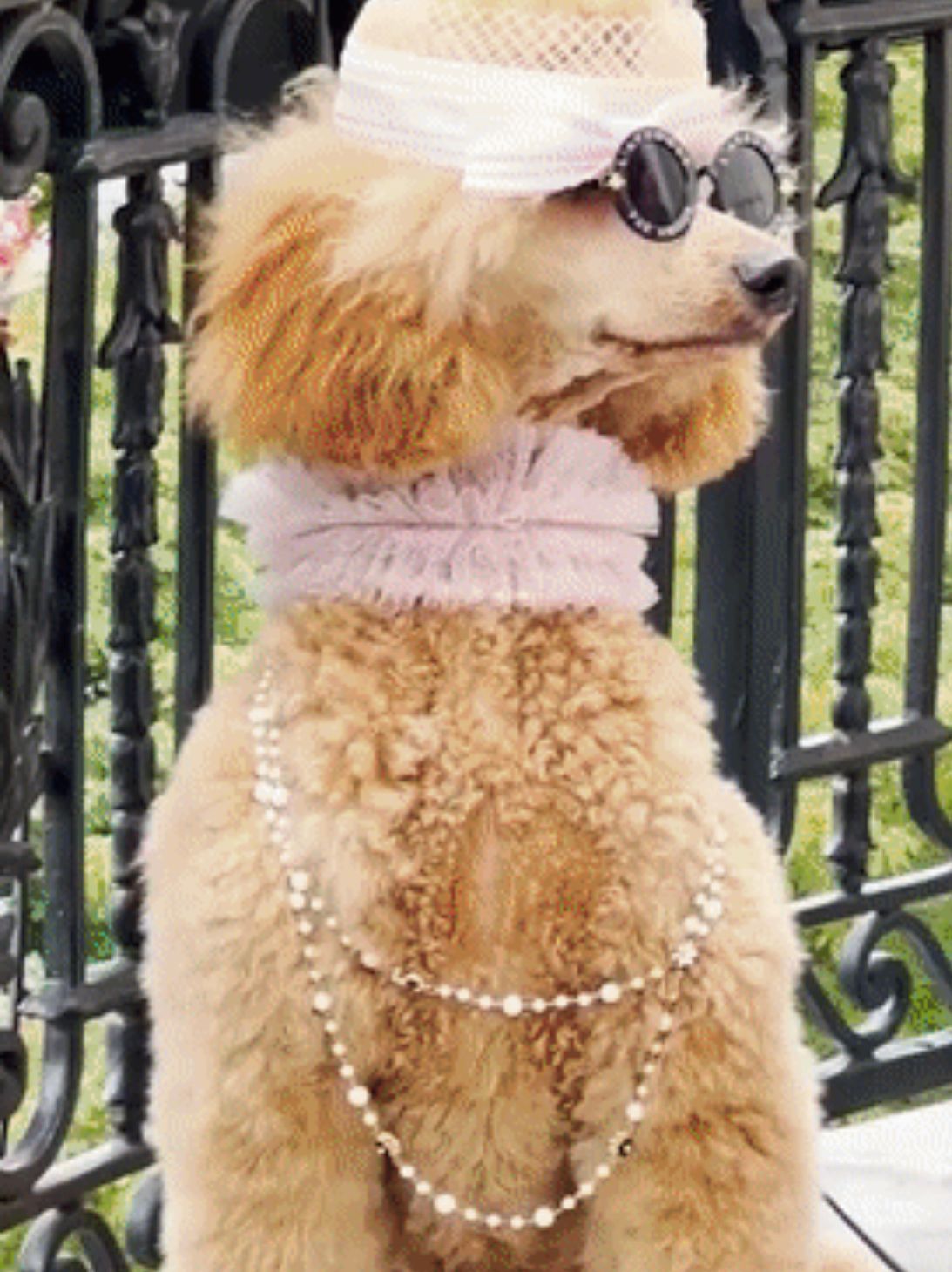 到巴黎街头走一圈才发现：不止女人会打扮，连狗狗都穿得比你时髦