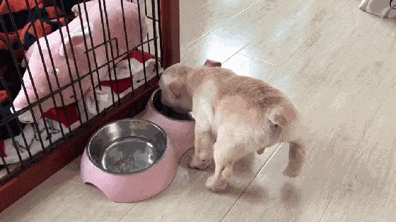 狗狗怎么预防肾脏疾病,狗狗吃什么才能预防疾病