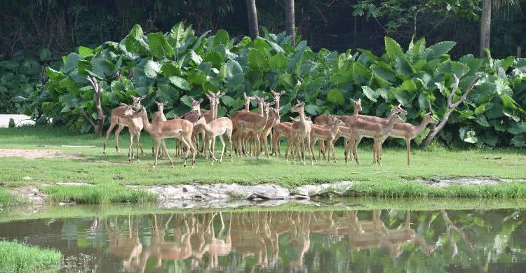广州长隆熊猫酒店蝴蝶谷,广州长隆熊猫主题酒店五一