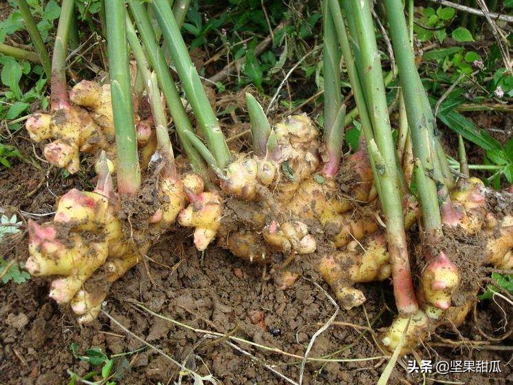 武鸣沃柑喜获丰收,沃柑发展前景最新评论