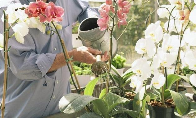 刚移栽花卉如何浇水视频,移栽花卉的方法和注意事项