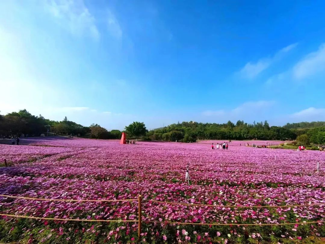 厦门的春节怎么过,厦门过春节怎么过