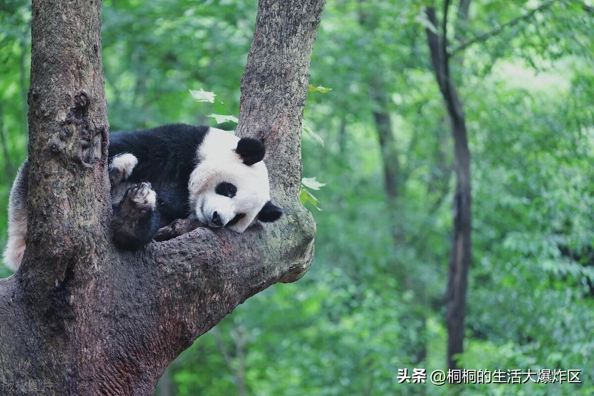 成都旅游五日游攻略路线推荐,成都自由行攻略带你3天玩遍成都