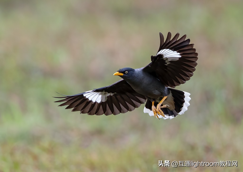 鸟类摄影的几个要点,鸟类拍摄的对焦模式选择与设置