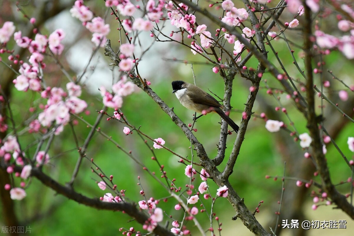 古诗前后两句都带春字,春节的古诗三首简单带有春字