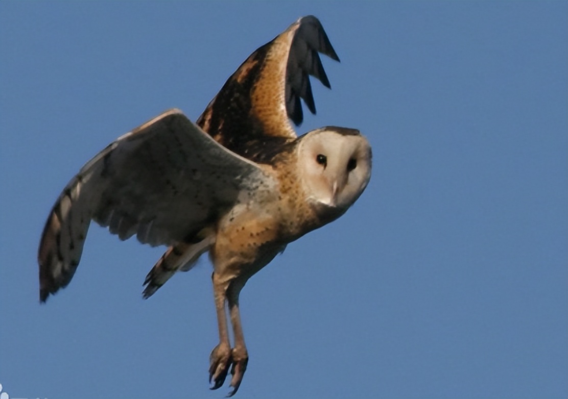 野生猴面鹰有多重,连云港发现濒危物种