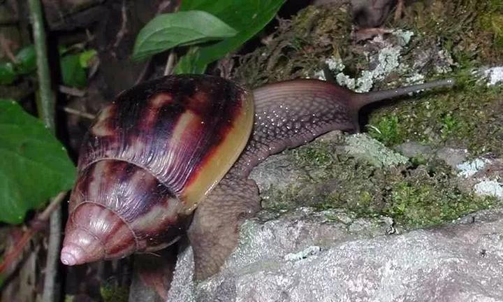 非洲大蜗牛入侵美国，每年可产5窝，花费数百万美元没法治理