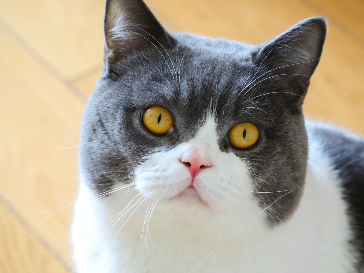 手机拍照神器4k超清镜头39.9元,佳能拍照神器