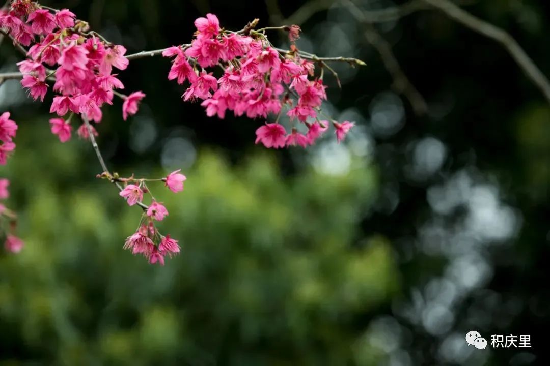 樱花烂漫，没有人会拒绝的粉色浪漫！