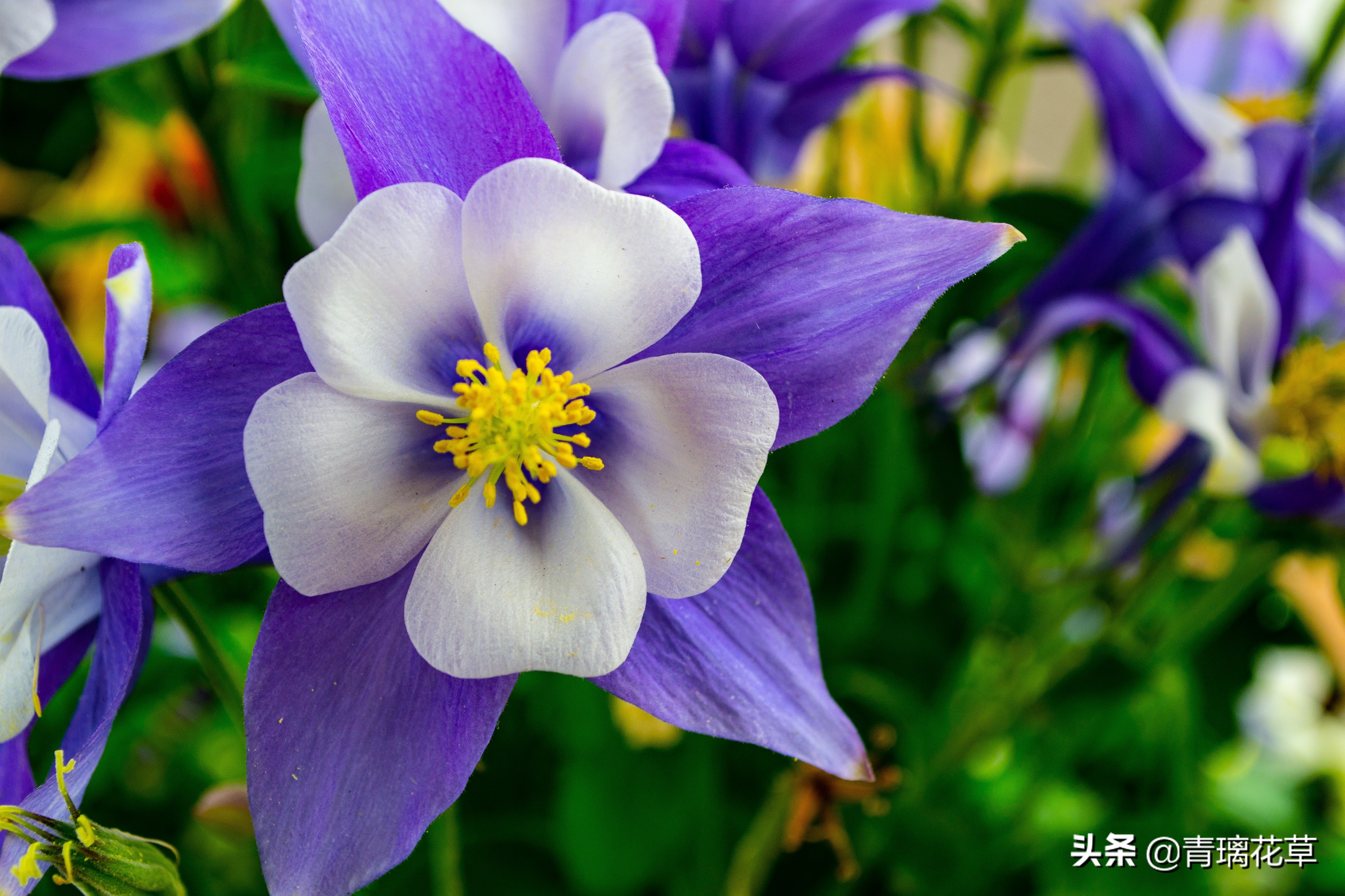 夏天开好多种颜色的小花,夏天里开的最茂盛的花朵有哪些