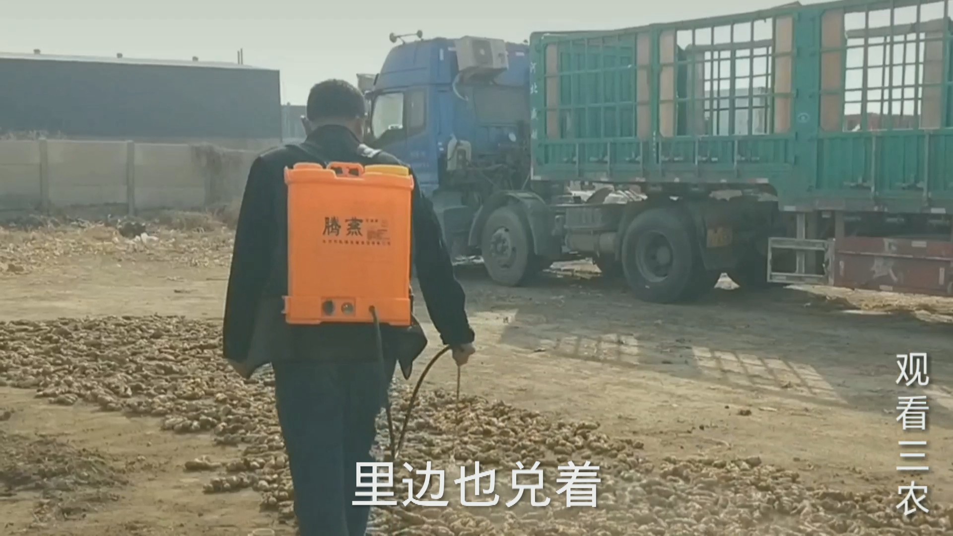 怎么用姜芽种出姜,大姜种植姜芽朝向怎么定