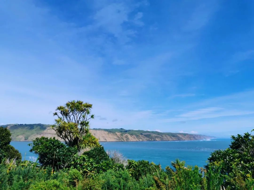 95后特特在新西兰：进厂切白菜，月入2万，感染新冠领千元补贴