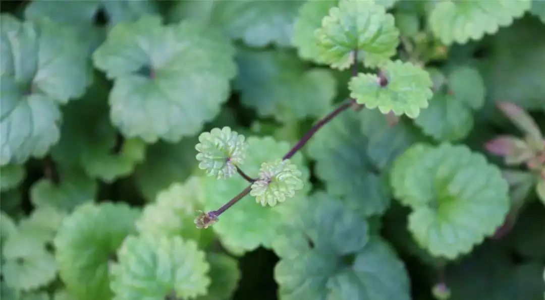 昨日的“活血丹”，今日的“园艺新宠”，这花儿还真奇妙