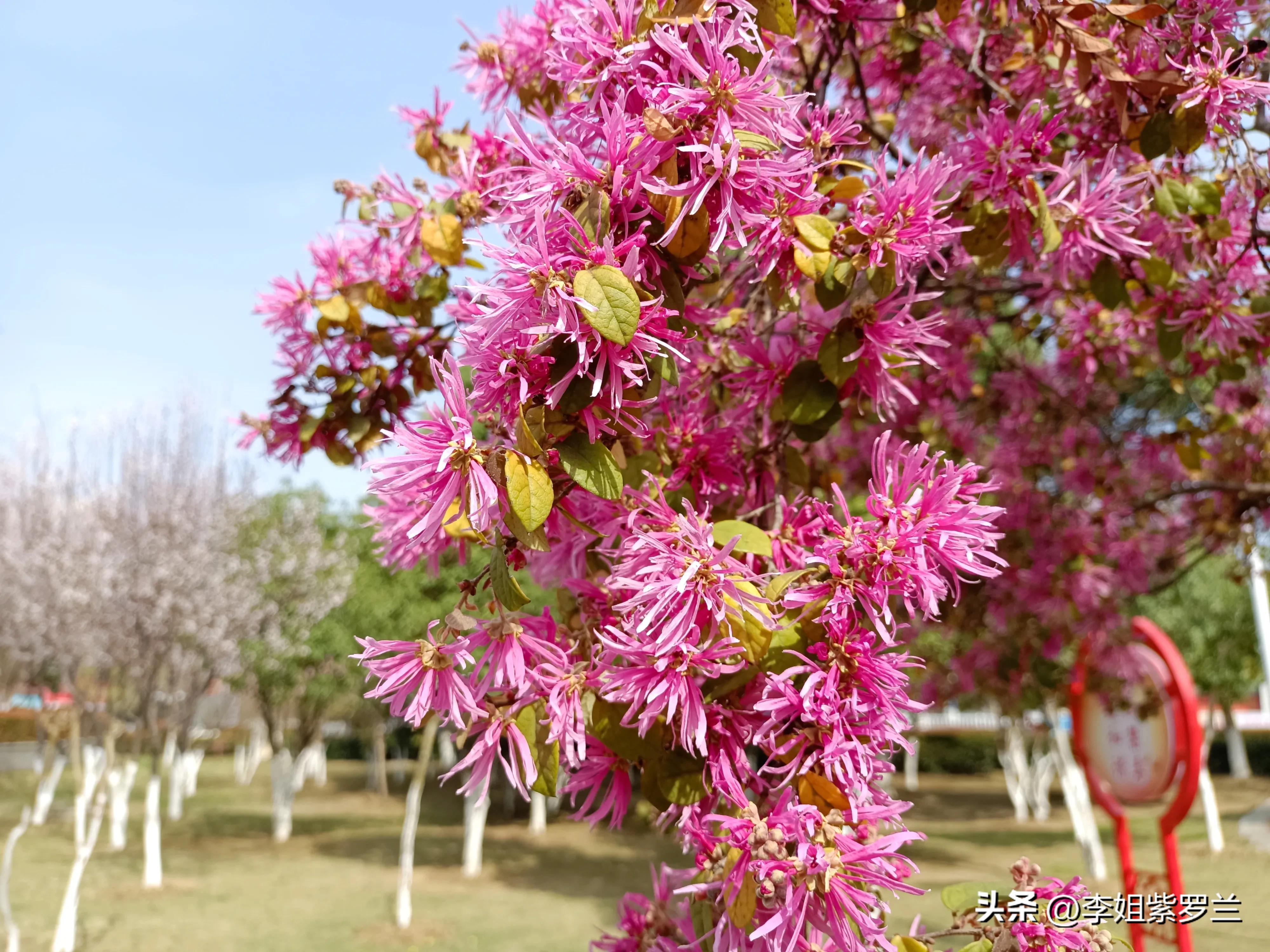 红花继木和红花檵木有什么区别,红花檵木的红花功效与作用