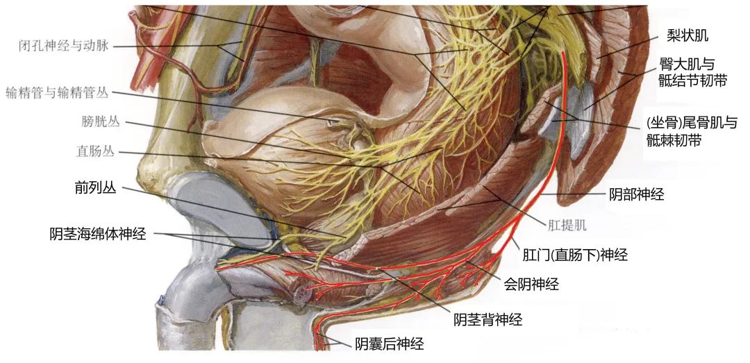 阴部神经电针刺激联合盆底肌锻炼治疗前列腺癌术后尿*禁失**