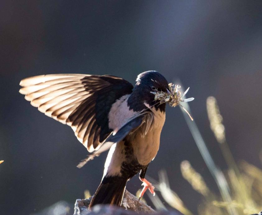 4000亿蝗虫怎么被消灭的,2000年新疆蝗虫是怎么灭的