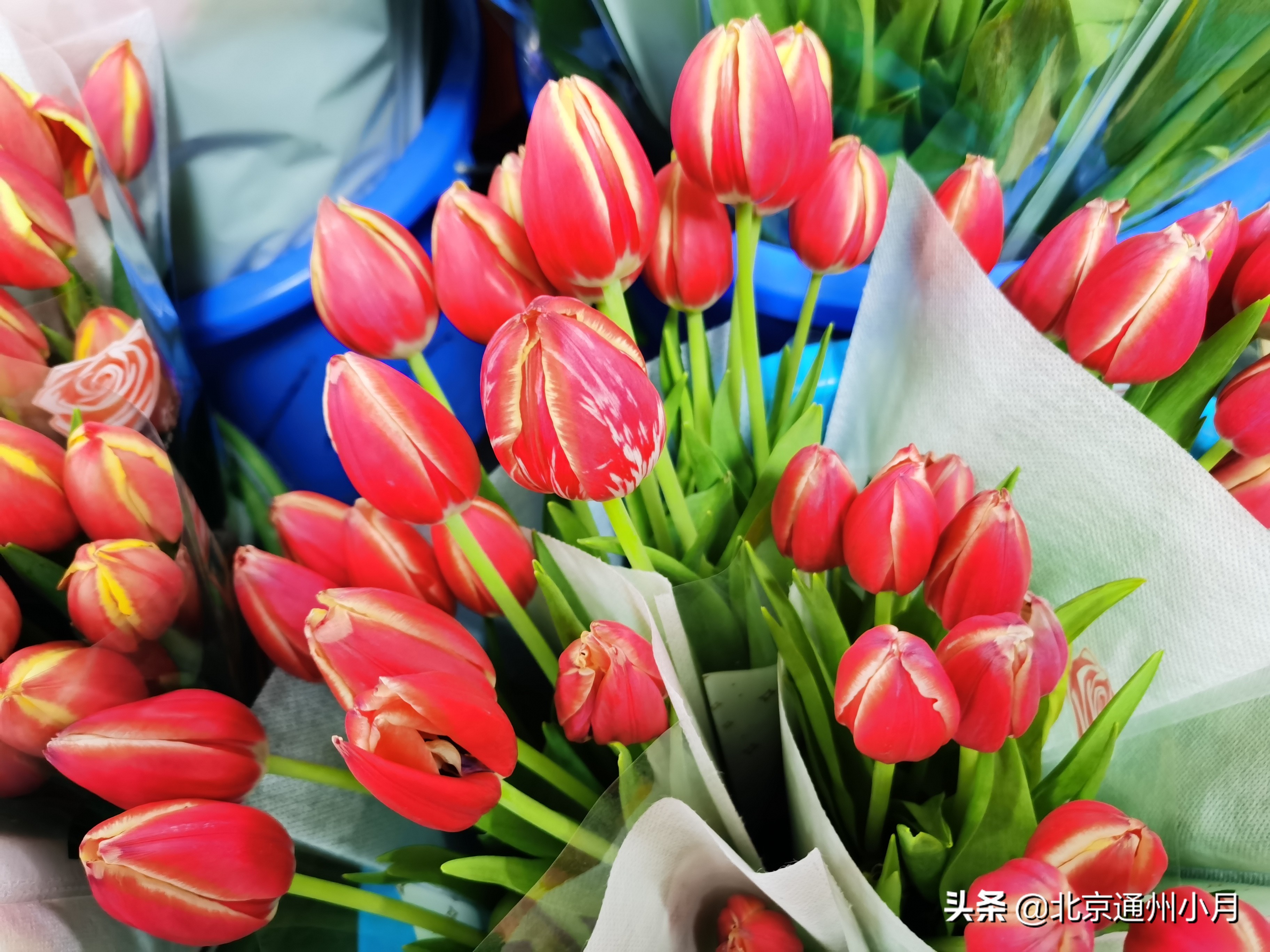 北京周边大型花市,北京花市推荐