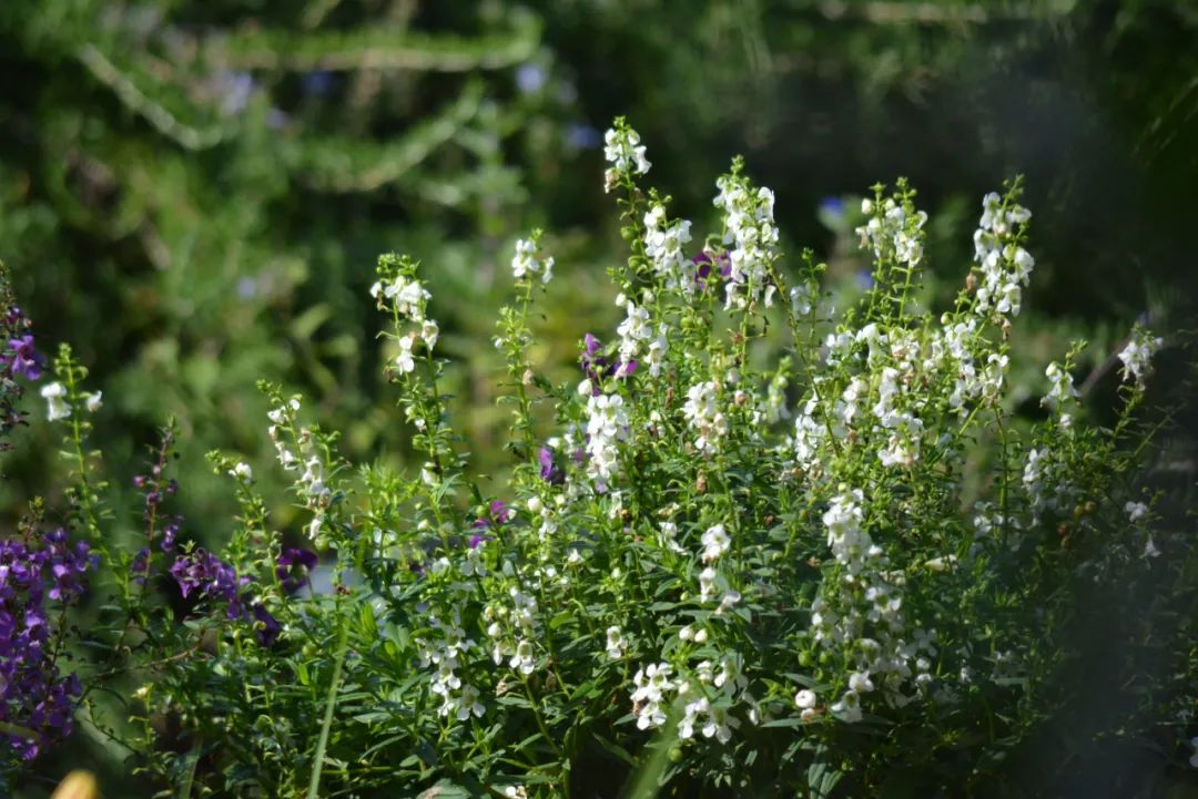 适合夏天养的7种花越晒开花越旺,夏天最能开的10种花越热越能开