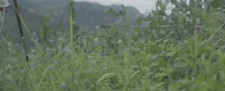 我要把拉马拍成阿甘