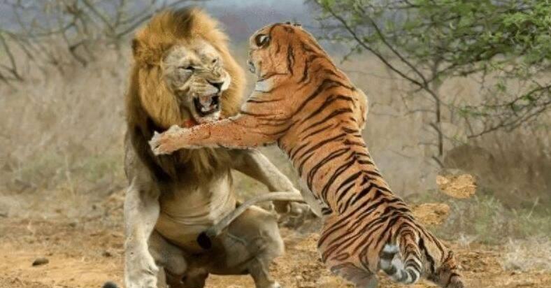 野外霸主！老虎无敌战力！