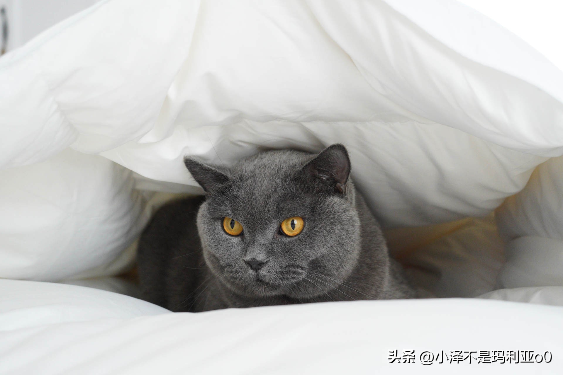 花1000多买被子,花1000买蚕丝被值不值