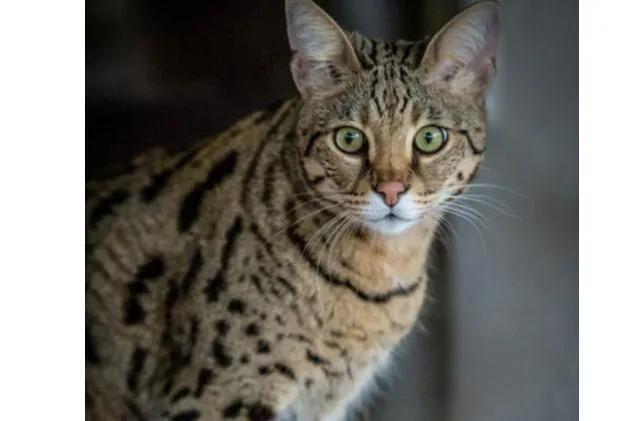 世界上最贵的猫咪,十种世界上最昂贵的猫咪