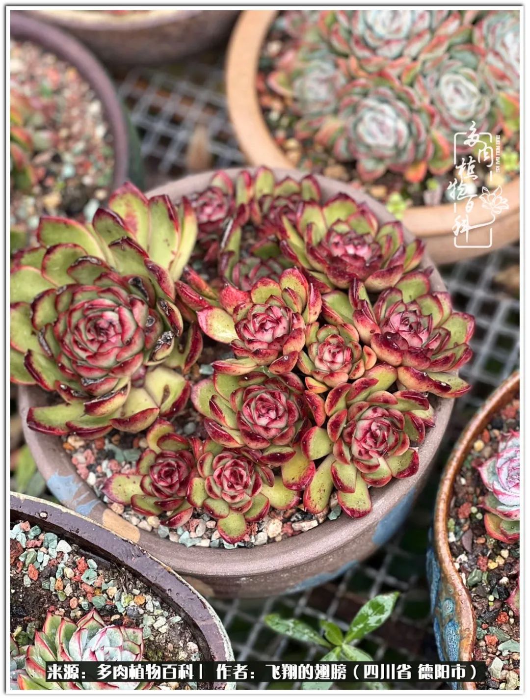 多肉的正确养殖方法冬天怎么养活,多肉怎么养活而且长得快且好看