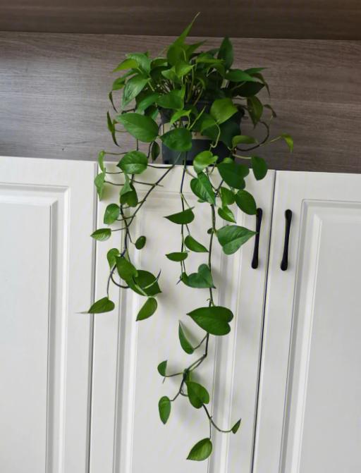 优质室内植物推荐与养护技巧,各种室内盆栽植物的养护诀窍