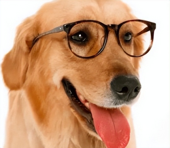 「跨文化-中」牛、孔雀、喜鹊、狗在东西方文化中的不同