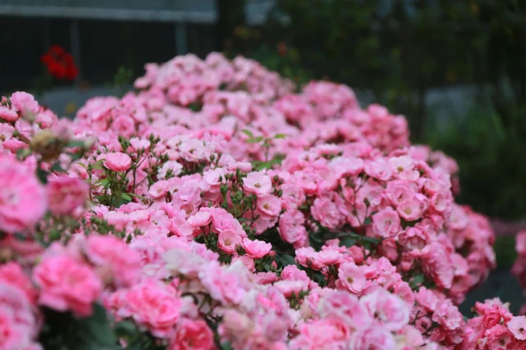 太仓蓝色花海,太仓好看的花海