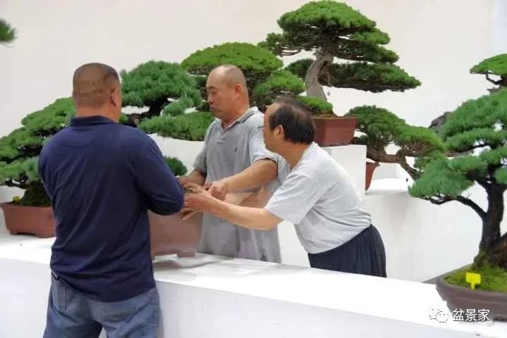 怎么入行盆景生意,花卉盆景生意