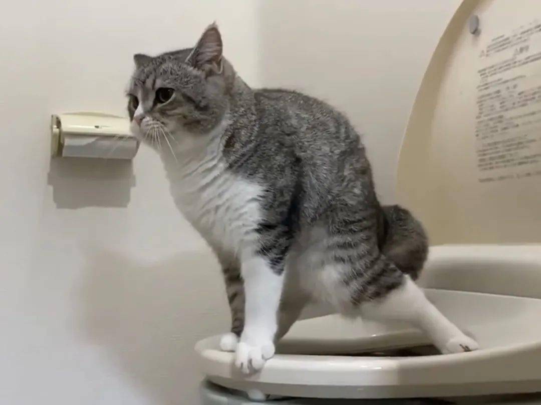 别养猫有什么坏心思,别养猫对猫好吗