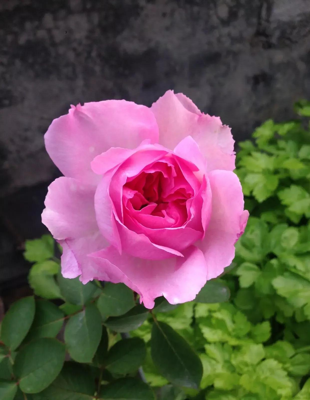 常见切花月季一览（40）（接上期）