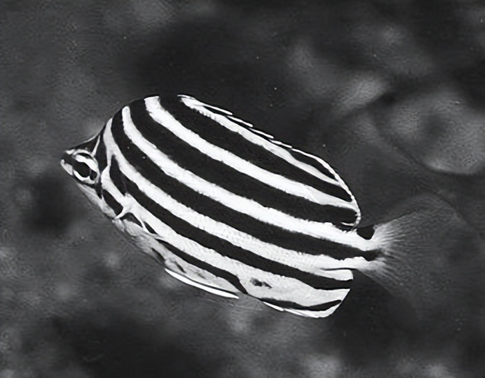 海洋动物体内的原肌球蛋白含量，是否会引起人体食物过敏？