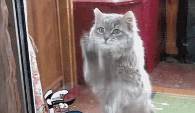 刚来的猫咪太粘人了怎么办,猫咪很黏主人是什么原因