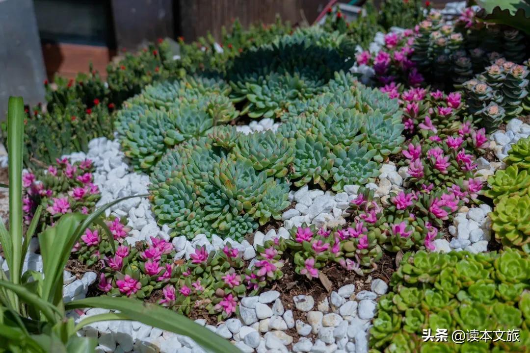 走进多肉世界,丽江古城多肉