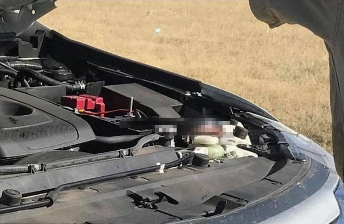 还敢随便杀蛇吗？被砍下的蛇头还能咬人，难道蛇死了还会*仇报**？