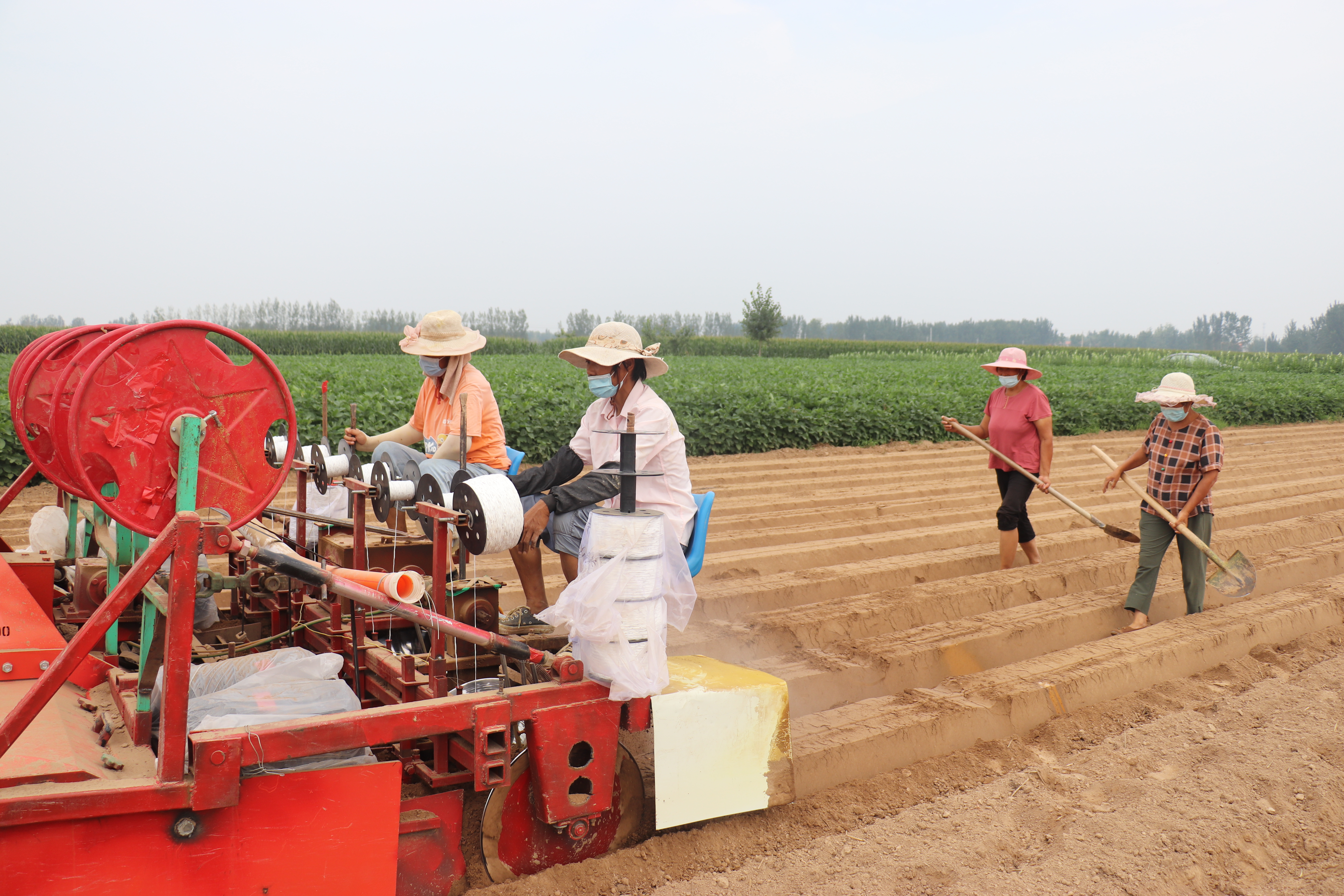 扶沟：“中原菜都”的乡村振兴富民曲
