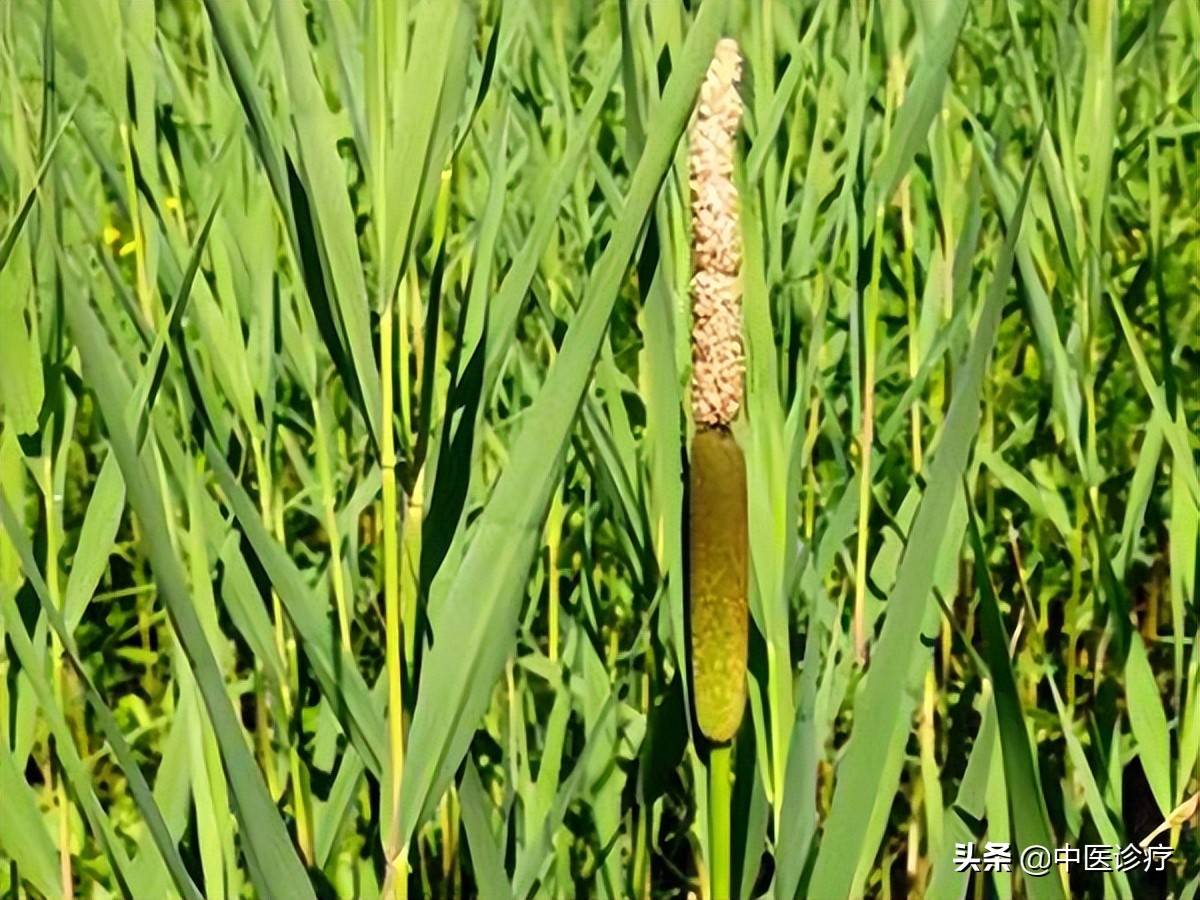 专门治疗输卵管堵塞的中药配方,民间秘方输卵管堵塞